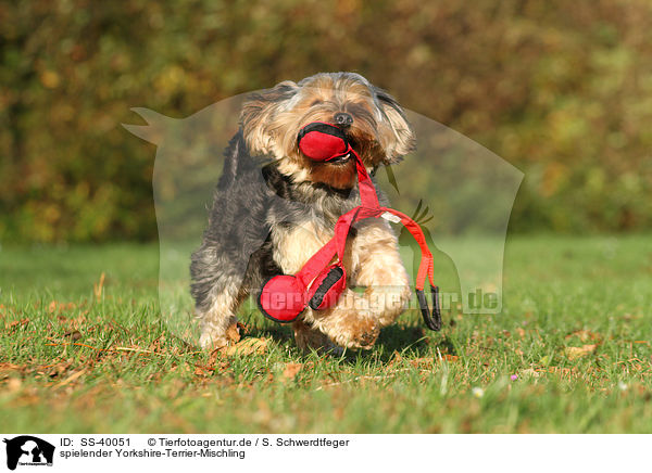 spielender Yorkshire-Terrier-Mischling / SS-40051