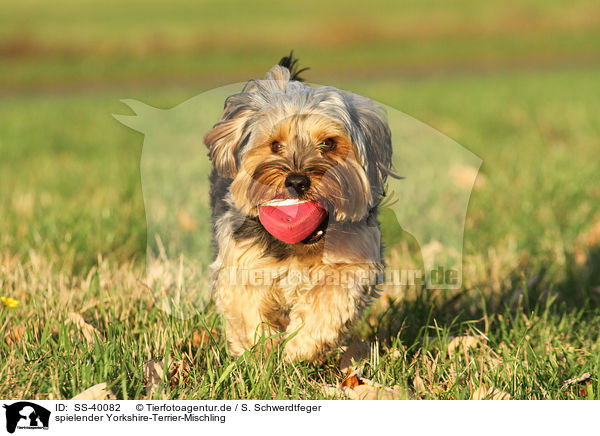 spielender Yorkshire-Terrier-Mischling / playing Yorkshire-Terrier-Mongrel / SS-40082