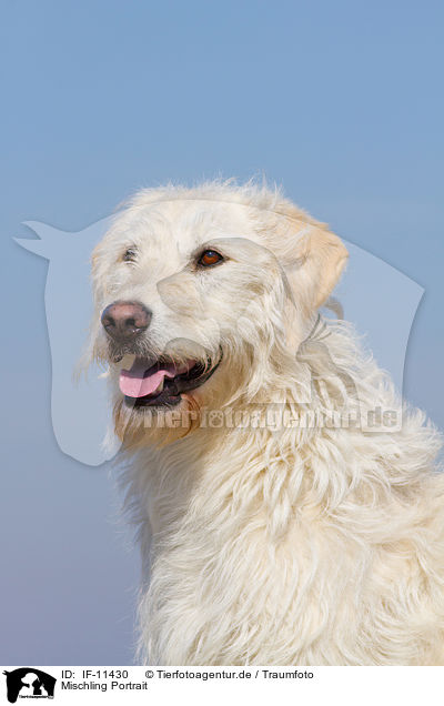 Mischling Portrait / mongrel portrait / IF-11430