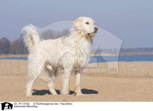 stehender Mischling / standing mongrel / IF-11432
