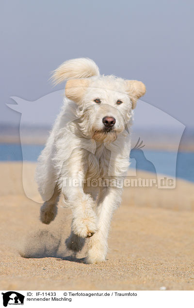 rennender Mischling / running mongrel / IF-11433