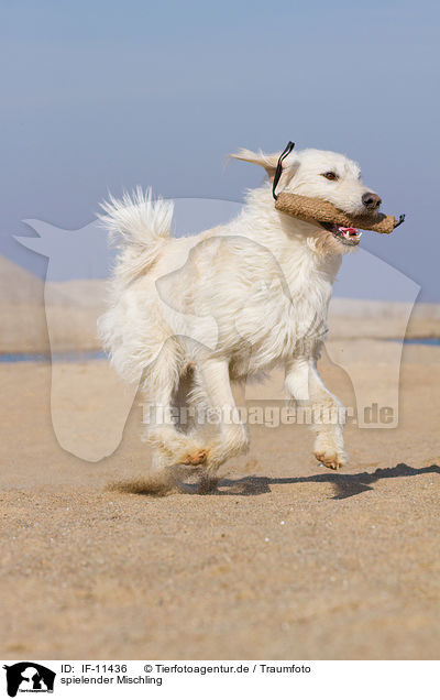 spielender Mischling / playing mongrel / IF-11436