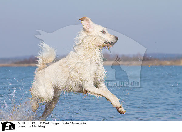 rennender Mischling / running mongrel / IF-11437