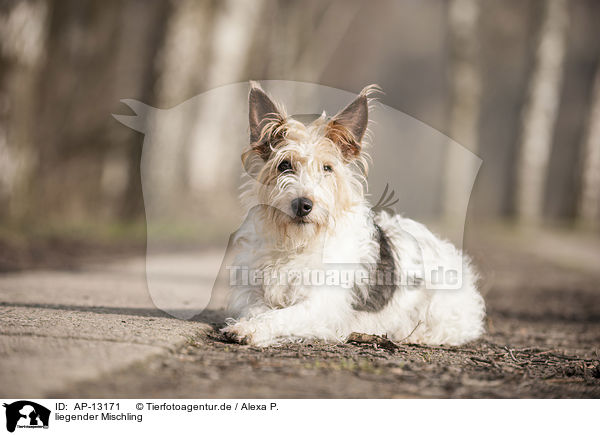 liegender Mischling / lying mongrel / AP-13171