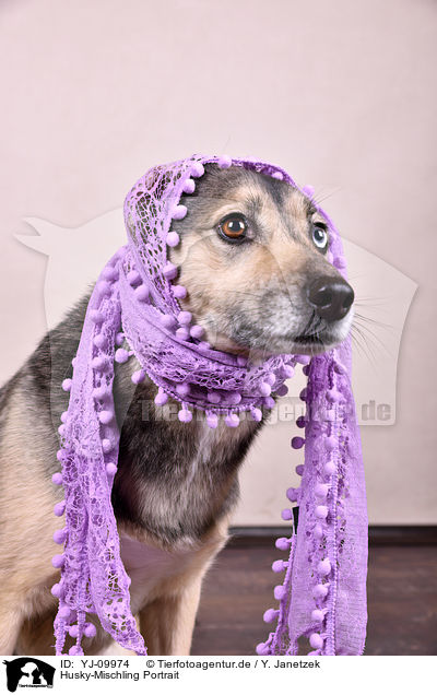 Husky-Mischling Portrait / YJ-09974