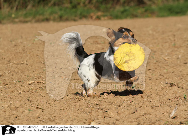 spielender Jack-Russell-Terrier-Mischling / SS-40517