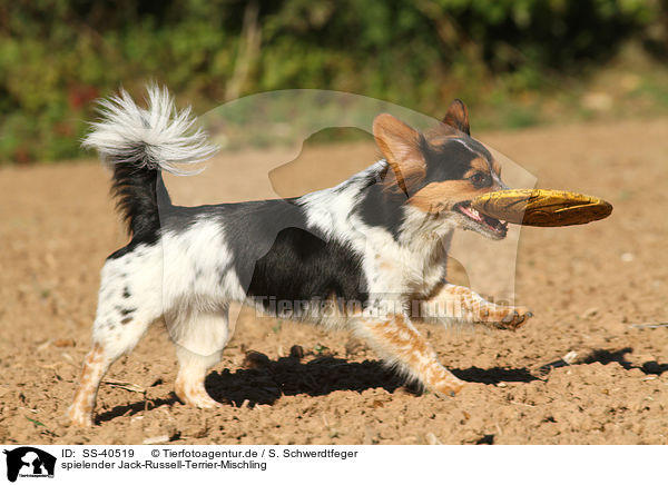spielender Jack-Russell-Terrier-Mischling / playing Jack-Russell-Terrier-Mongrel / SS-40519