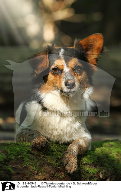 liegender Jack-Russell-Terrier-Mischling / lying Jack-Russell-Terrier-Mongrel / SS-40543