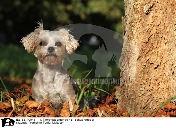 sitzender Yorkshire-Terrier-Malteser / sitting Yorkshire-Terrier-Maltese / SS-40548