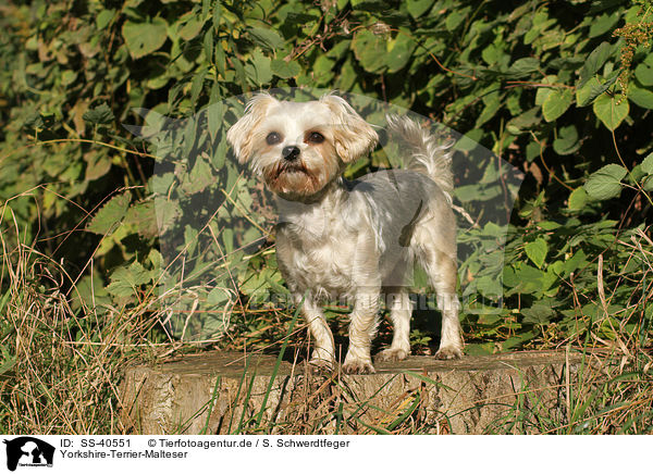 Yorkshire-Terrier-Malteser / Yorkshire-Terrier-Maltese / SS-40551