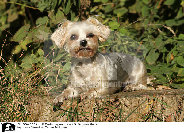 liegender Yorkshire-Terrier-Malteser / lying Yorkshire-Terrier-Maltese / SS-40553