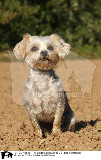 sitzender Yorkshire-Terrier-Malteser / sitting Yorkshire-Terrier-Maltese / SS-40556