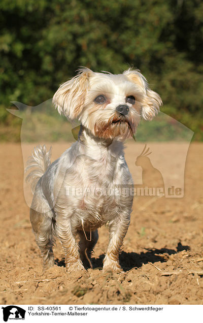 Yorkshire-Terrier-Malteser / Yorkshire-Terrier-Maltese / SS-40561