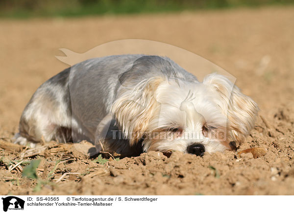 schlafender Yorkshire-Terrier-Malteser / sleeping Yorkshire-Terrier-Maltese / SS-40565