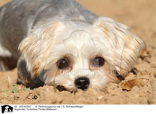 liegender Yorkshire-Terrier-Malteser / lying Yorkshire-Terrier-Maltese / SS-40567