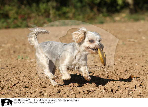spielender Yorkshire-Terrier-Malteser / playing Yorkshire-Terrier-Maltese / SS-40572