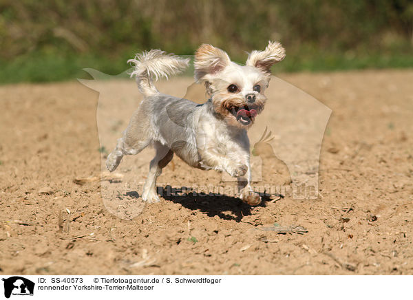 rennender Yorkshire-Terrier-Malteser / running Yorkshire-Terrier-Maltese / SS-40573