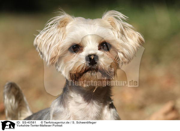 Yorkshire-Terrier-Malteser Portrait / Yorkshire-Terrier-Maltese Portrait / SS-40581