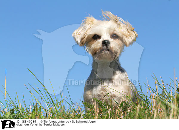 sitzender Yorkshire-Terrier-Malteser / sitting Yorkshire-Terrier-Maltese / SS-40585