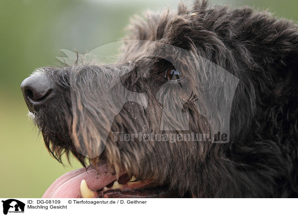 Mischling Gesicht / mongrel face / DG-08109