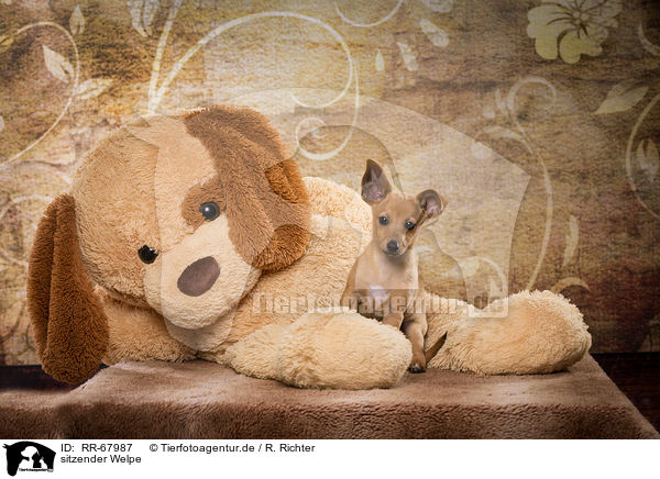 sitzender Welpe / RR-67987
