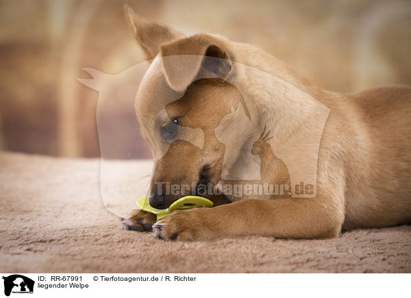 liegender Welpe / lying Puppy / RR-67991