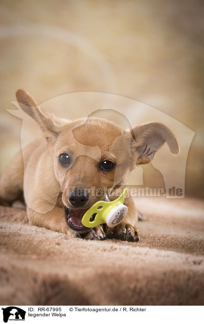 liegender Welpe / lying Puppy / RR-67995