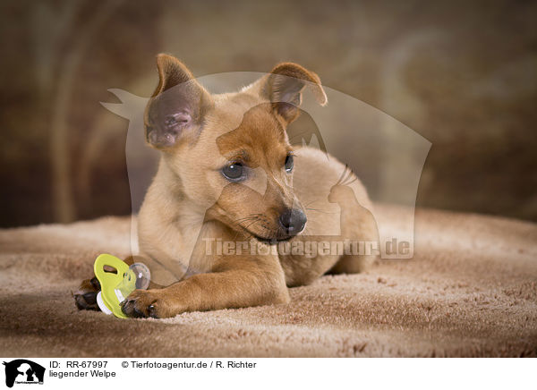 liegender Welpe / lying Puppy / RR-67997