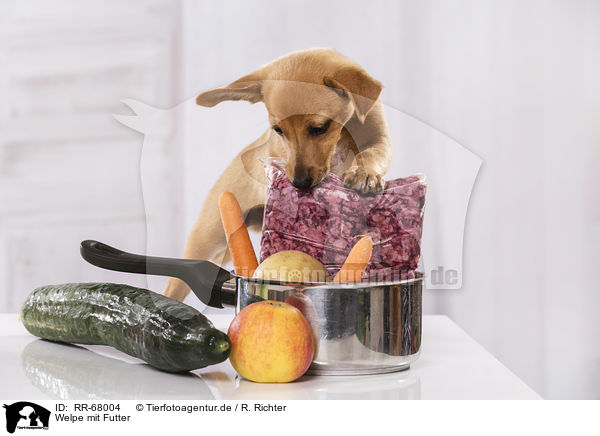 Welpe mit Futter / Puppy with food / RR-68004