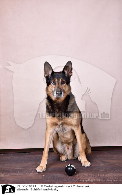 sitzender Schferhund-Husky / sitting Husky-Shepherd / YJ-10671