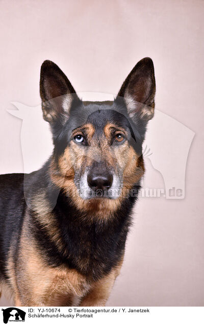 Schferhund-Husky Portrait / YJ-10674