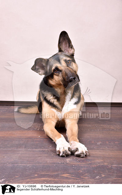 liegender Schferhund-Mischling / lying Shepherd-Mongrel / YJ-10696