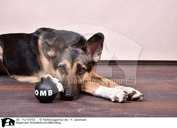 liegender Schferhund-Mischling / lying Shepherd-Mongrel / YJ-10703
