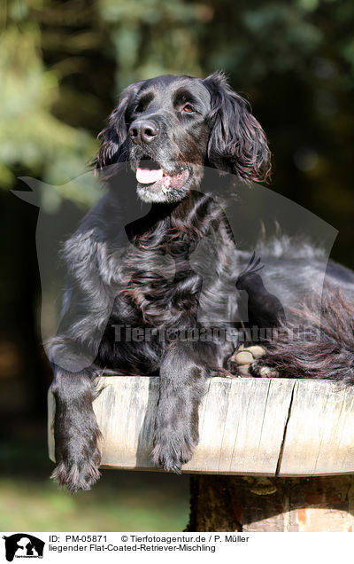 liegender Flat-Coated-Retriever-Mischling / lying Flat-Coated-Retriever-Mongrel / PM-05871