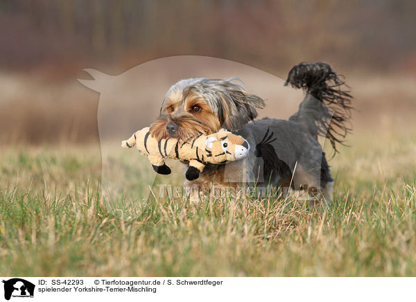 spielender Yorkshire-Terrier-Mischling / playing Yorkshire-Terrier-Mongrel / SS-42293