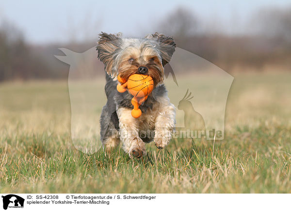 spielender Yorkshire-Terrier-Mischling / playing Yorkshire-Terrier-Mongrel / SS-42308