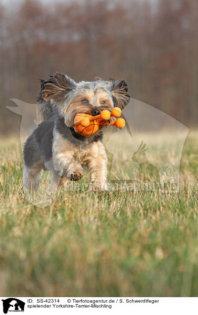 spielender Yorkshire-Terrier-Mischling / playing Yorkshire-Terrier-Mongrel / SS-42314