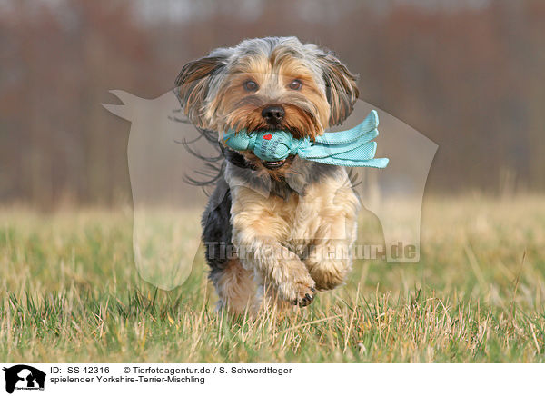 spielender Yorkshire-Terrier-Mischling / playing Yorkshire-Terrier-Mongrel / SS-42316