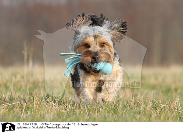 spielender Yorkshire-Terrier-Mischling / playing Yorkshire-Terrier-Mongrel / SS-42318
