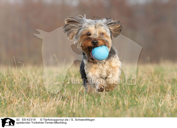 spielender Yorkshire-Terrier-Mischling / playing Yorkshire-Terrier-Mongrel / SS-42319