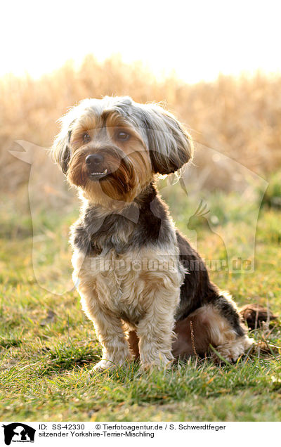 sitzender Yorkshire-Terrier-Mischling / sitting Yorkshire-Terrier-Mongrel / SS-42330