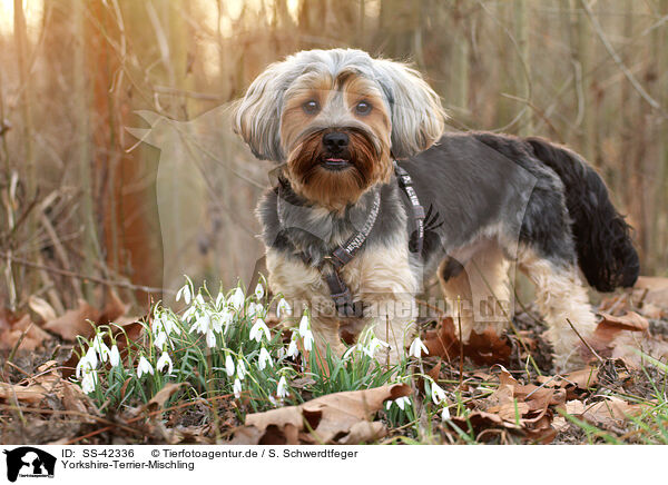 Yorkshire-Terrier-Mischling / SS-42336