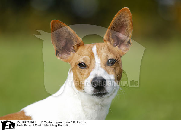 Jack-Russell-Terrier-Mischling Portrait / RR-72981