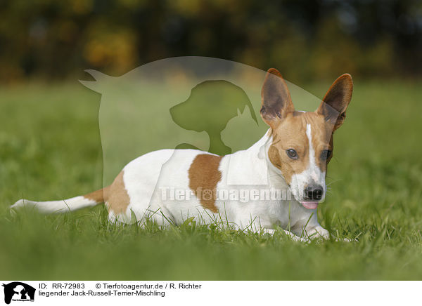 liegender Jack-Russell-Terrier-Mischling / RR-72983