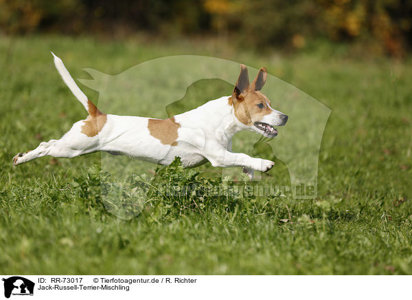 Jack-Russell-Terrier-Mischling / RR-73017