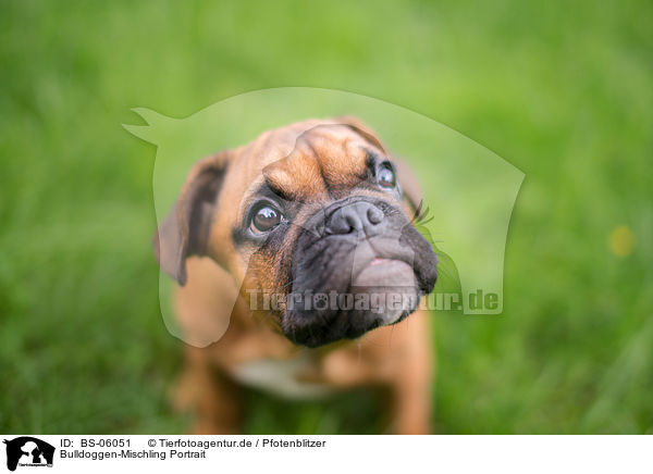 Bulldoggen-Mischling Portrait / Bulldog-Mongrel Portrait / BS-06051
