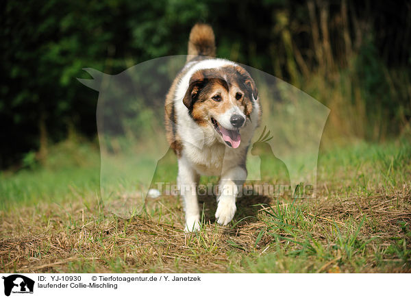 laufender Collie-Mischling / walking Collie-Mongrel / YJ-10930