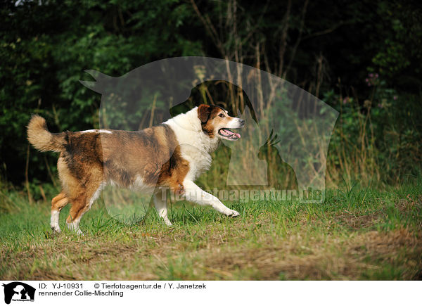 rennender Collie-Mischling / running Collie-Mongrel / YJ-10931