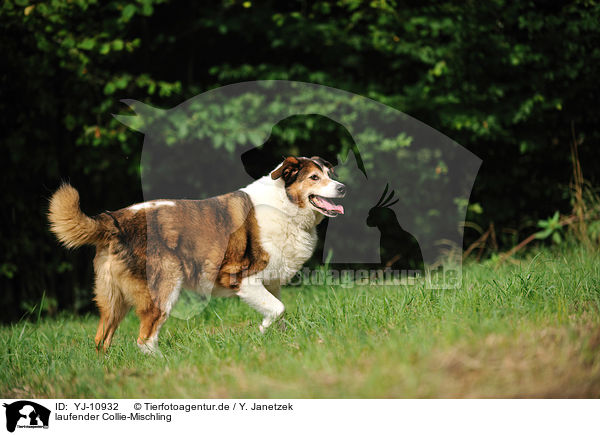 laufender Collie-Mischling / walking Collie-Mongrel / YJ-10932