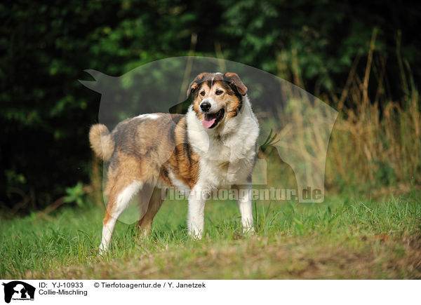 Collie-Mischling / Collie-Mongrel / YJ-10933